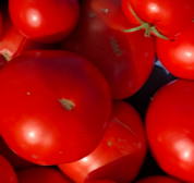 Tomatoes.png